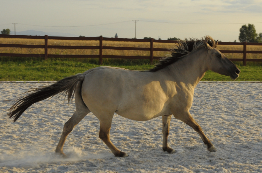 Czy koń z nadwagą może mieć wrzody?